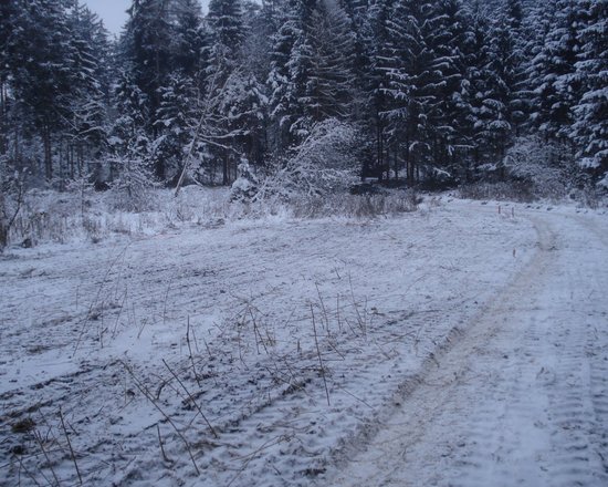 Ein Moor beginnt wieder zu leben - Revitalisierung Tantegert