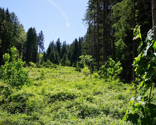 Tantegert wooded marsh