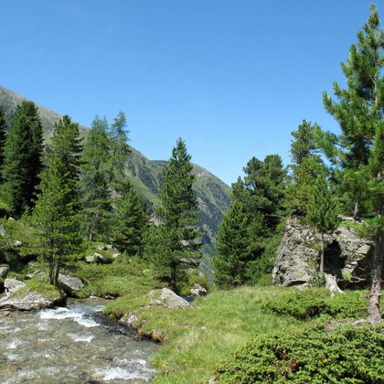 Impegno per il bosco