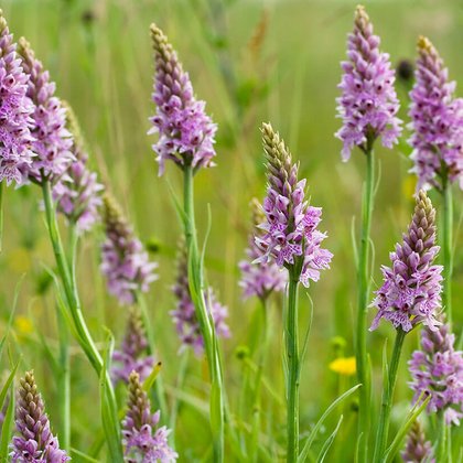 Dimora per orchidee