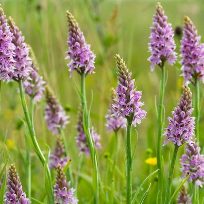 Home to orchids